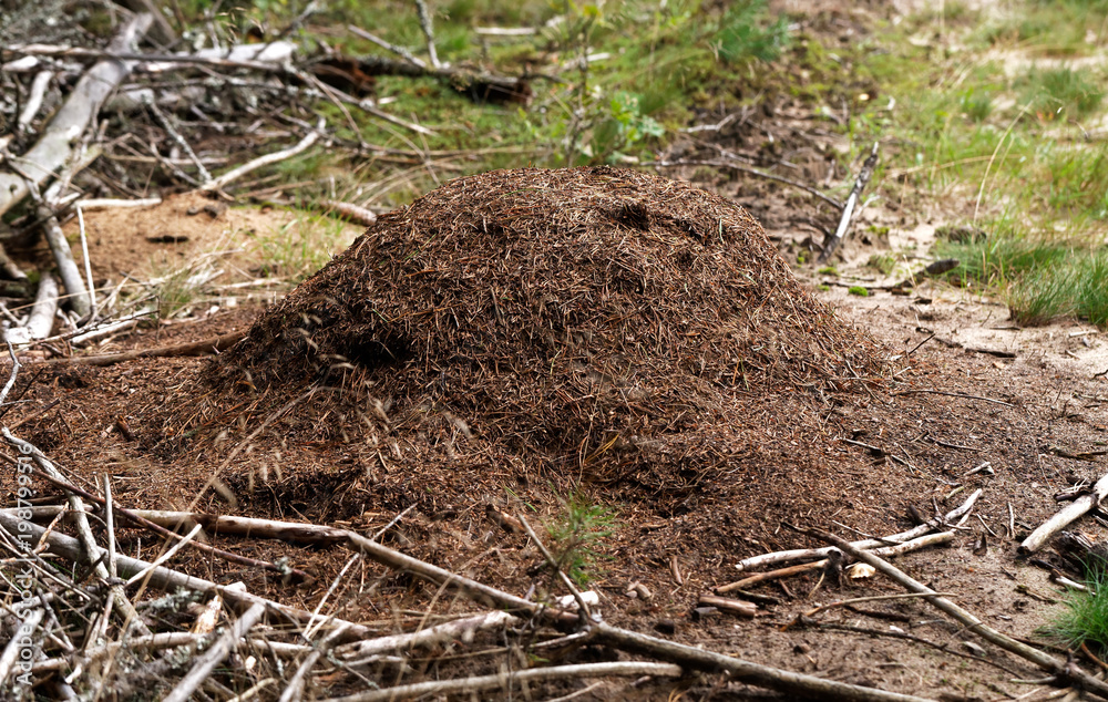 A large anthill in the forest. Woods ants builders A large anthill in the forest. Woods ants builders