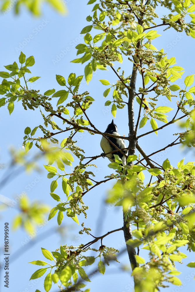 dusky thrush dusky thrush