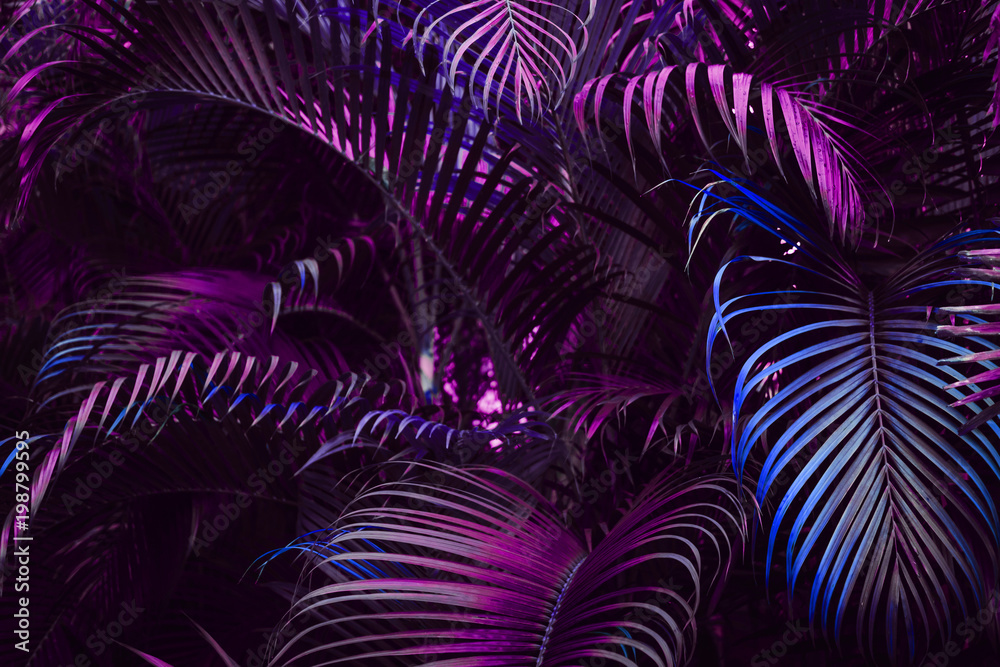Fototapeta premium Żywy purpurowy wzór liści palmowych. Filtr z niebieskim gradientem koloru. Kreatywny układ, stonowany, poziomy