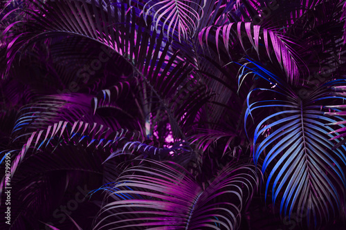 Vivid purple palm leaves pattern.  Blue gradient colored filter. Creative lay...