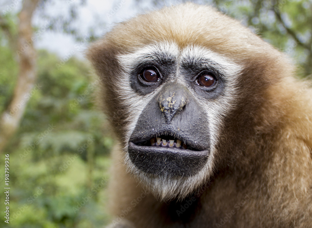 Fototapeta premium hollock gibbon