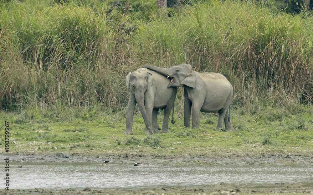 Obraz premium Elephant