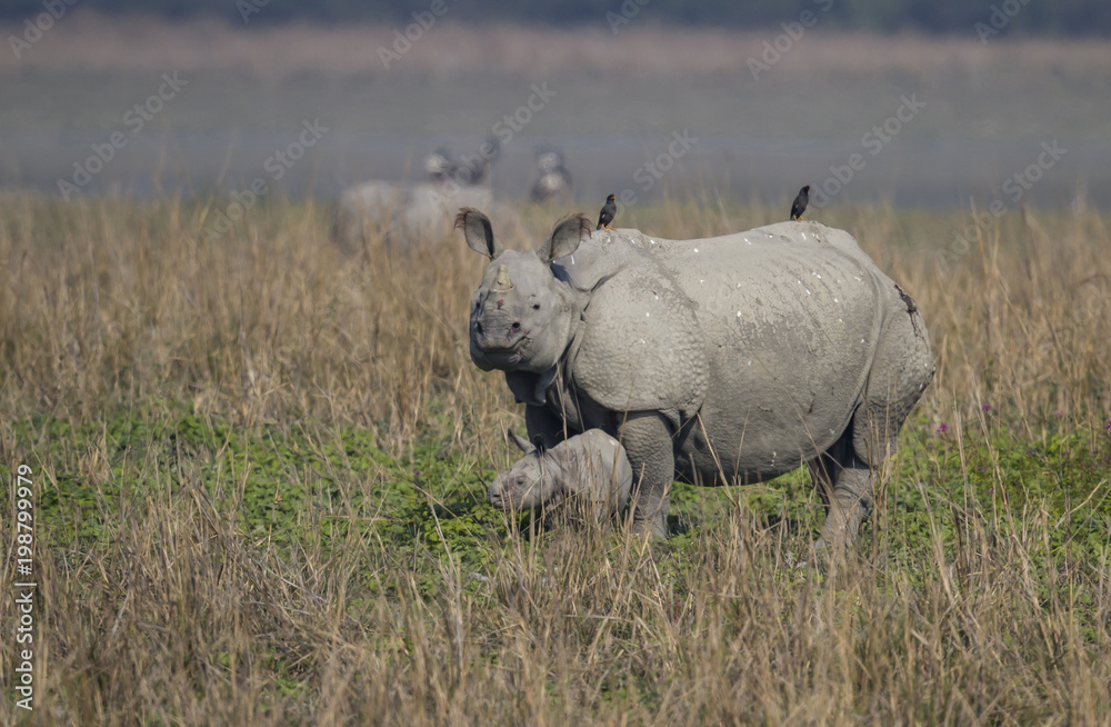 Obraz premium Rhinoceros
