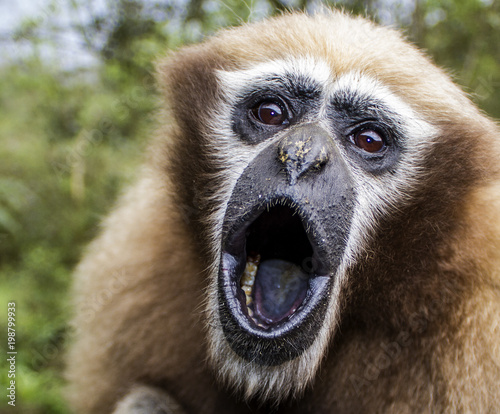 Tablou pe pânză hollock gibbon