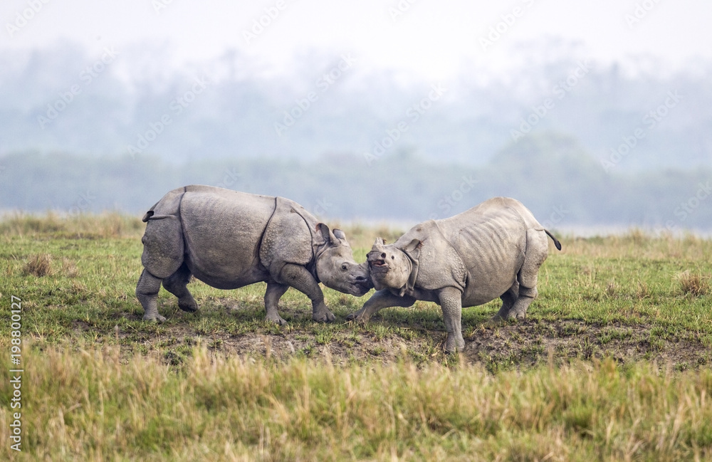 Fototapeta premium Rhinoceros