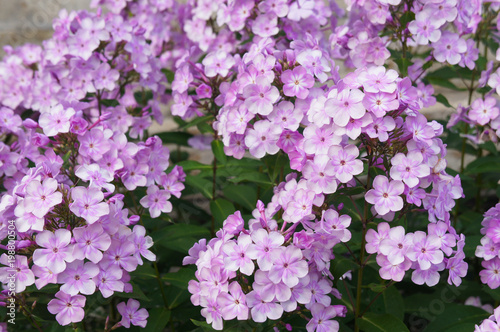 Many phlox paniculata purple flowers 
