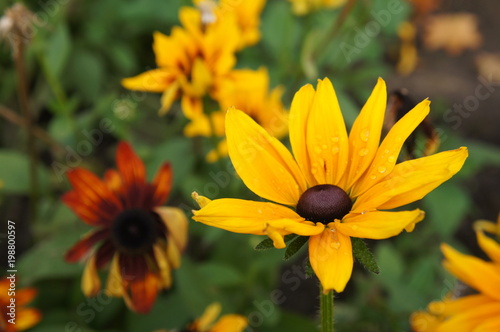 Yellow rudbeckia or Black-eyed-Susan flower in garden 