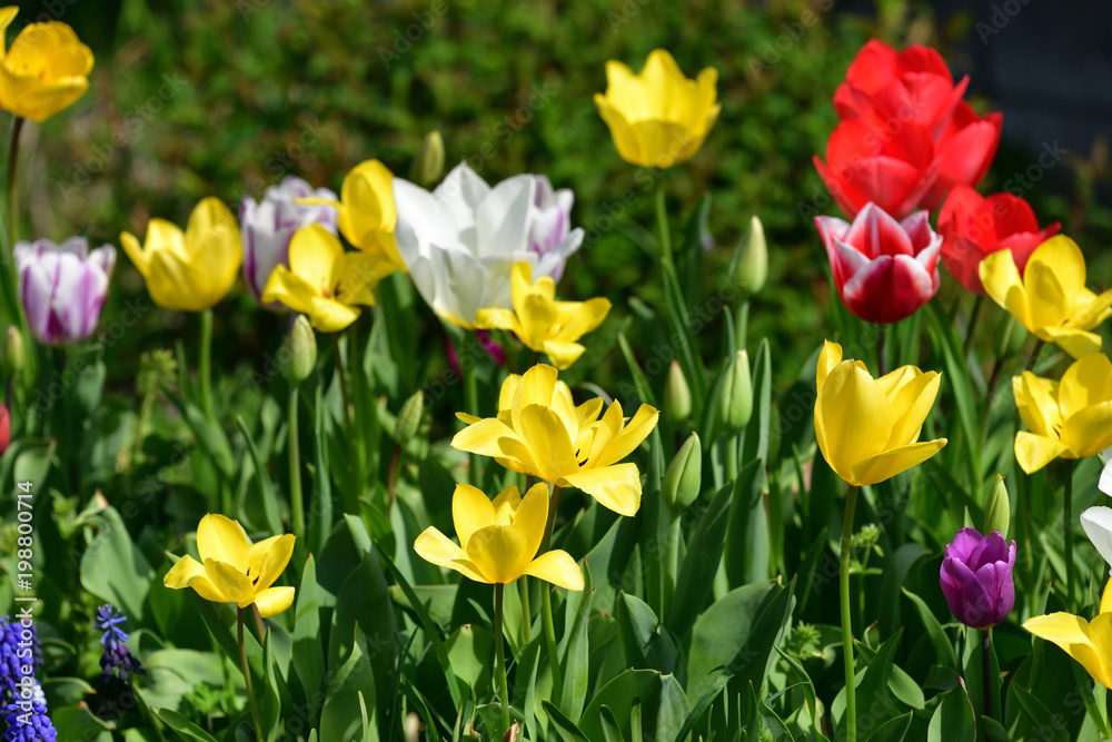 tulip tulip