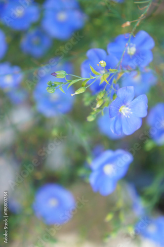 Linum usitatissimum or flax or linseed blue flowers with green soft focus