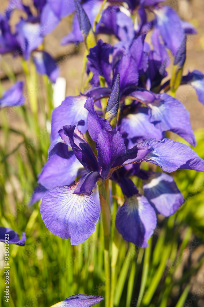 Iris sibirica many purple flowers in sunlight