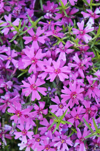 Phlox subulata or moss phlox or moss pink many purple flowers