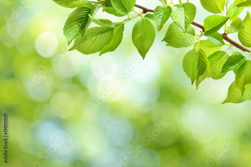 Green leaves background
