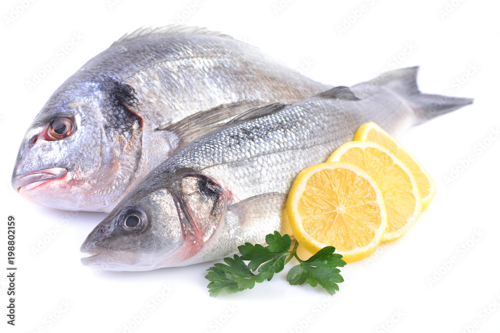Sea fish on a white background