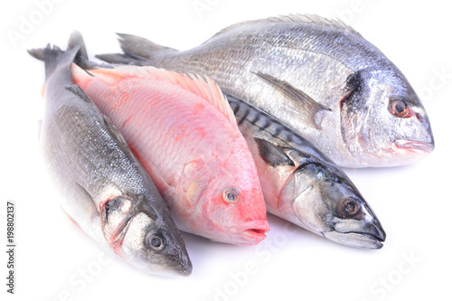 Sea fish on a white background