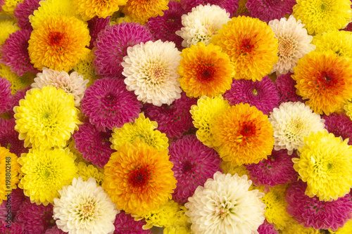 Colorful flowers background