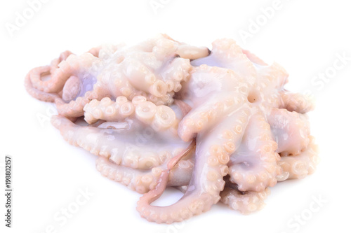 Fresh octopus on a white background