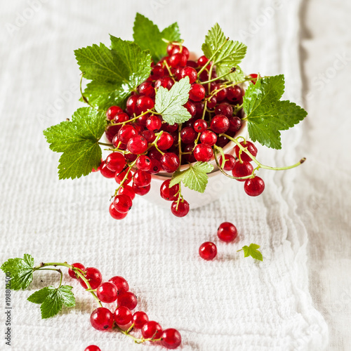 Red Currants over White Background