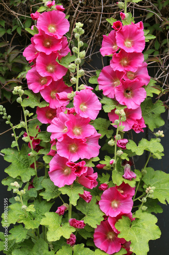 Canvas Print Blooming Hollyhock. Alcea rosea. Family malvaceae.
