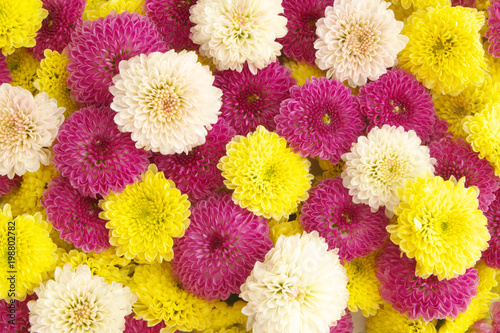 Colorful chrysanthemum flowers background