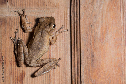 Polypedates leucomystax on wood flooring. photo