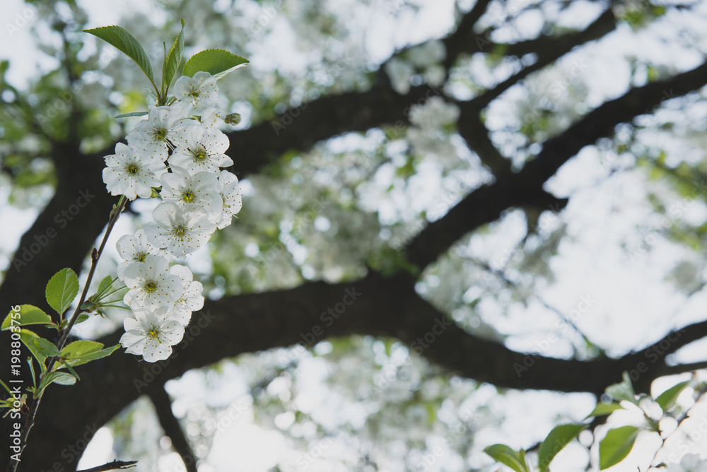Cherry garden. Spring blossom background - abstract floral border of green leaves and white flowers. Cherry garden. Spring blossom background - abstract floral border of green leaves and white flowers.