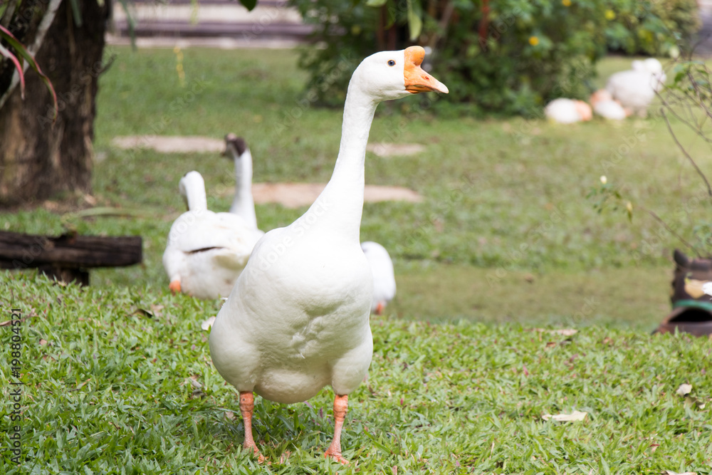 White goose walk on green grass background White goose walk on green grass background