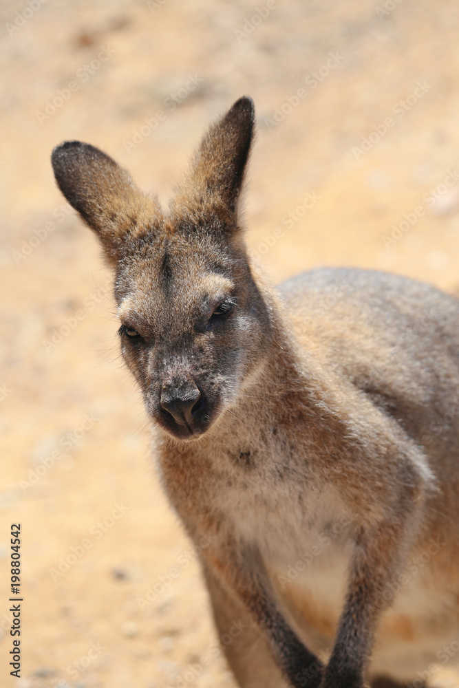 Wild kangaroos on sand background, close up. Wildlife animals Australia.