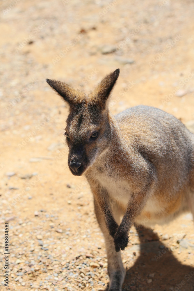 Fototapeta premium Wild kangaroos on sand background, close up. Wildlife animals Australia.