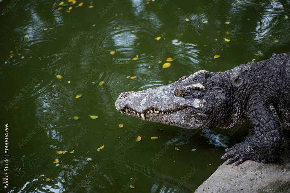 Crocodile (alligator-like reptile) on dark water surface.