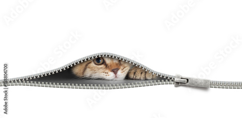 cat with zipper hole isolated on white photo
