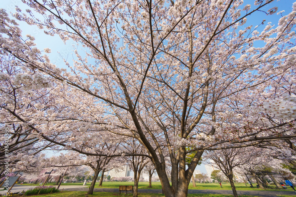 大島小松川公園　桜
