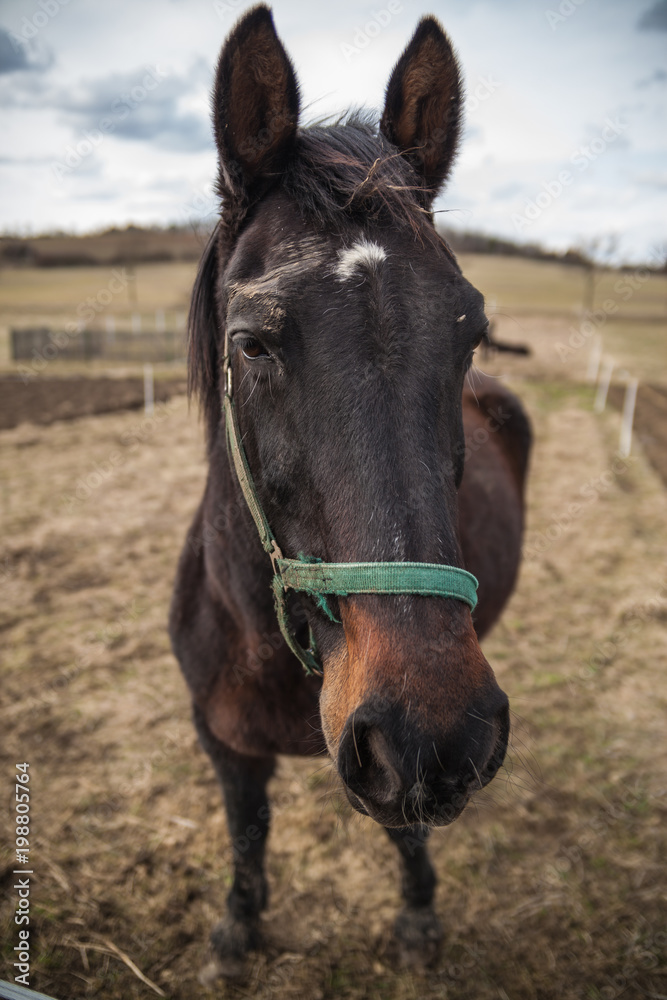 Pferd auf der Koppel