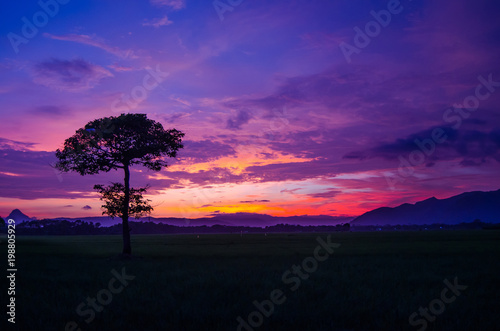 Colorful sky sunset and a single tree