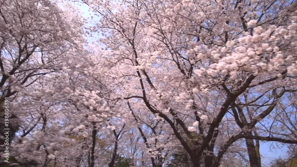満開の桜 満開の桜