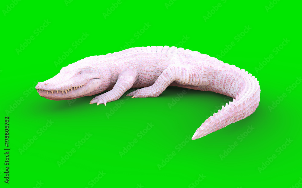 Fototapeta premium 3D ilustracja albinosa aligatora amerykańskiego na białym tle na zielonym tle, krokodyl amerykański