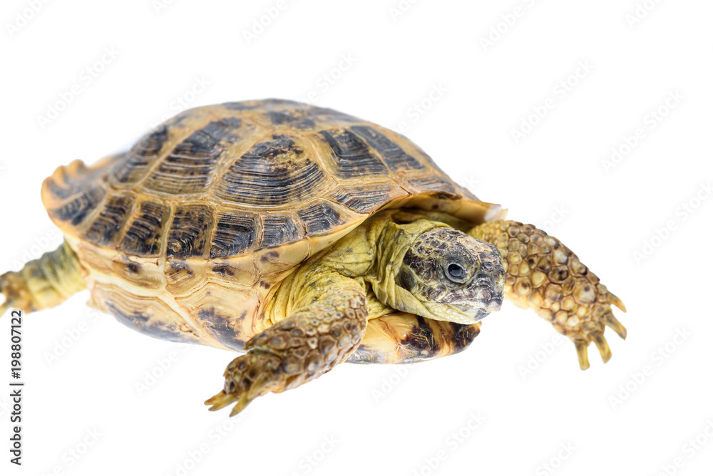 Fototapeta premium portrait of turtle isolated on white background