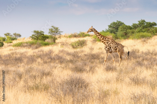 eine Giraffe schreitet durch die Savanne im Kalahari Transfrontier Park  S  dafrika