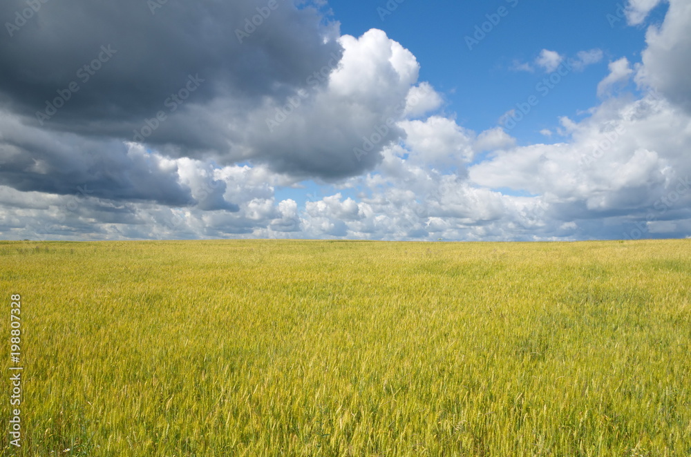 Summer landscape with field of grain and blue sky with clouds