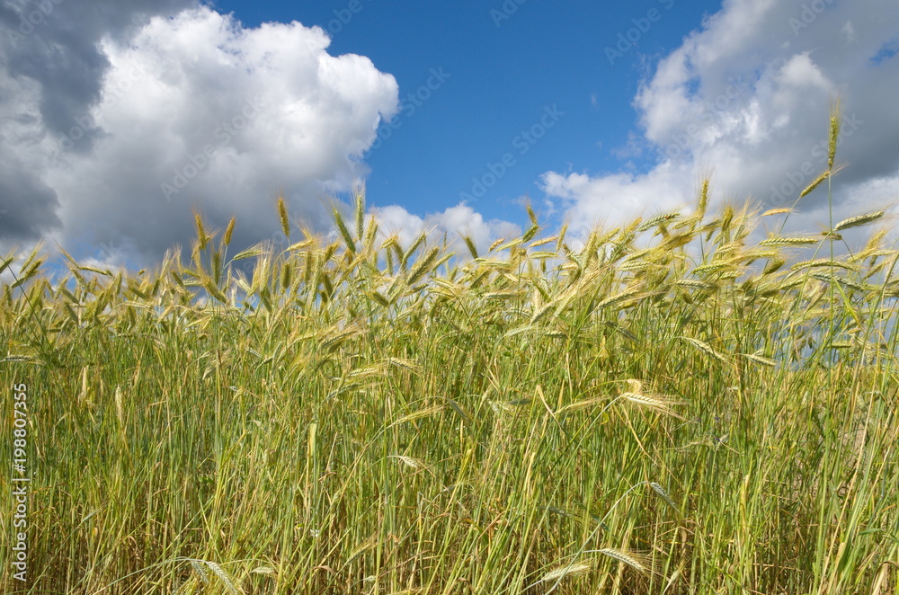 Obraz premium Ears of rye on a blue sky background with clouds