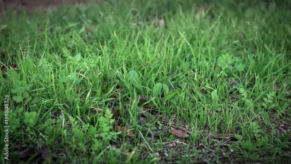Slow Motion of Smooth snake in grass slithering. Coronella Austria is a non-venomous colubrid species found in Europe. Exploring the forest floor in natural environment-Dan Slow Motion of Smooth snake in grass slithering. Coronella Austria is a non-venomous colubrid species found in Europe. Exploring the forest floor in natural environment-Dan