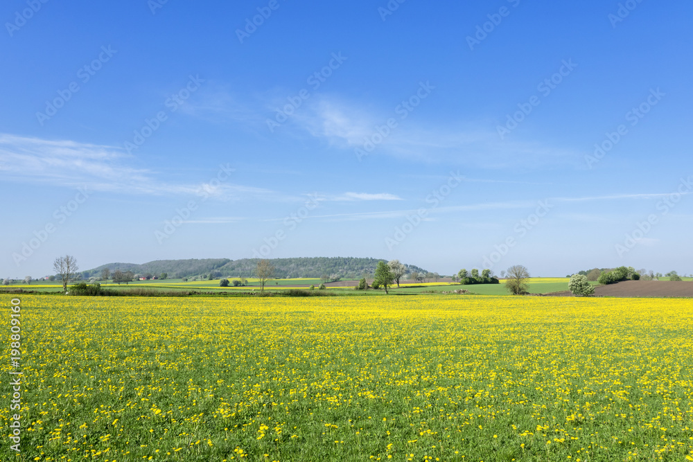 Flowering dandelions field with a hill in the horizon
