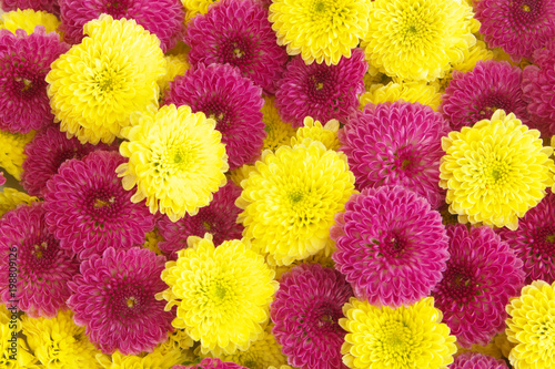 Yellow and purple chrysanthemum flowers background © Valerii Evlakhov