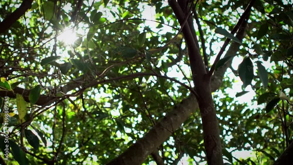 Slow motion of beautiful sunlight through the leaves of green trees in park of Taipei. Slow-motion of bright sun shines through asian tree foliage from mountain of Taiwan. -Dan Slow motion of beautiful sunlight through the leaves of green trees in park of Taipei. Slow-motion of bright sun shines through asian tree foliage from mountain of Taiwan. -Dan