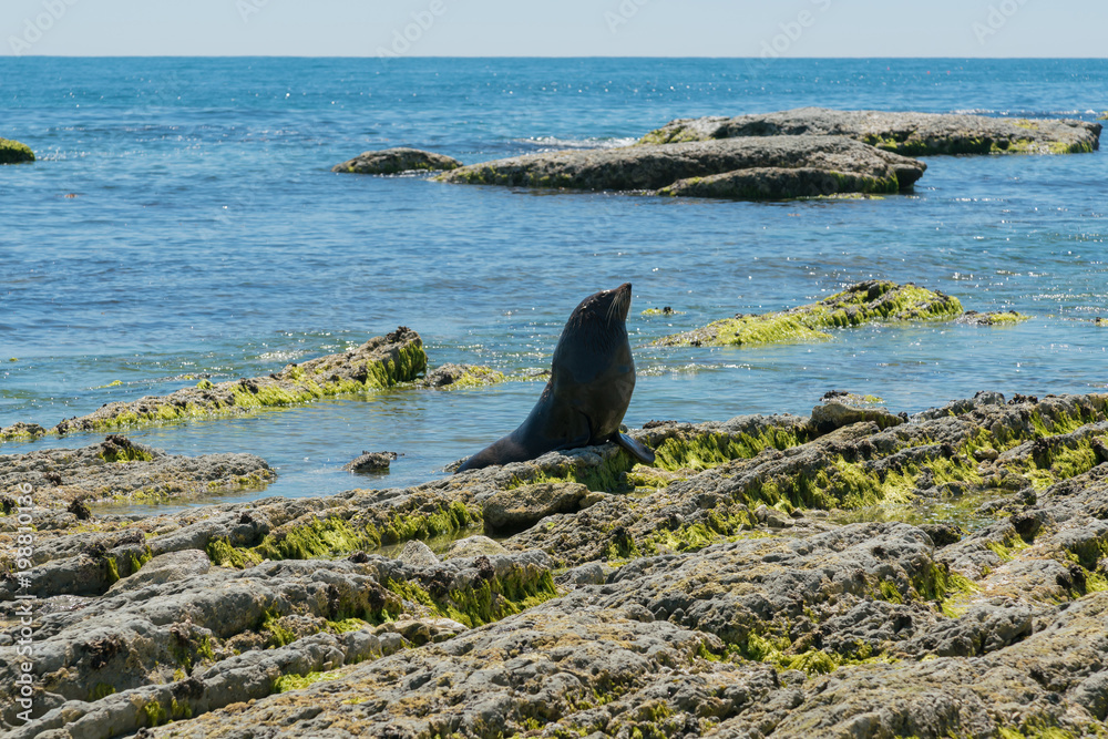 Naklejka premium Nowozelandzkie foki na plaży Kaikoura, morskie zwierzę