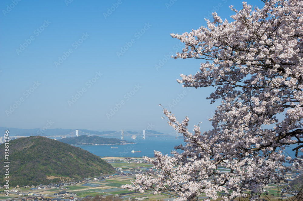 瀬戸大橋と五色台の桜