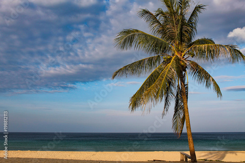 palm tree by the sea © chistikovan