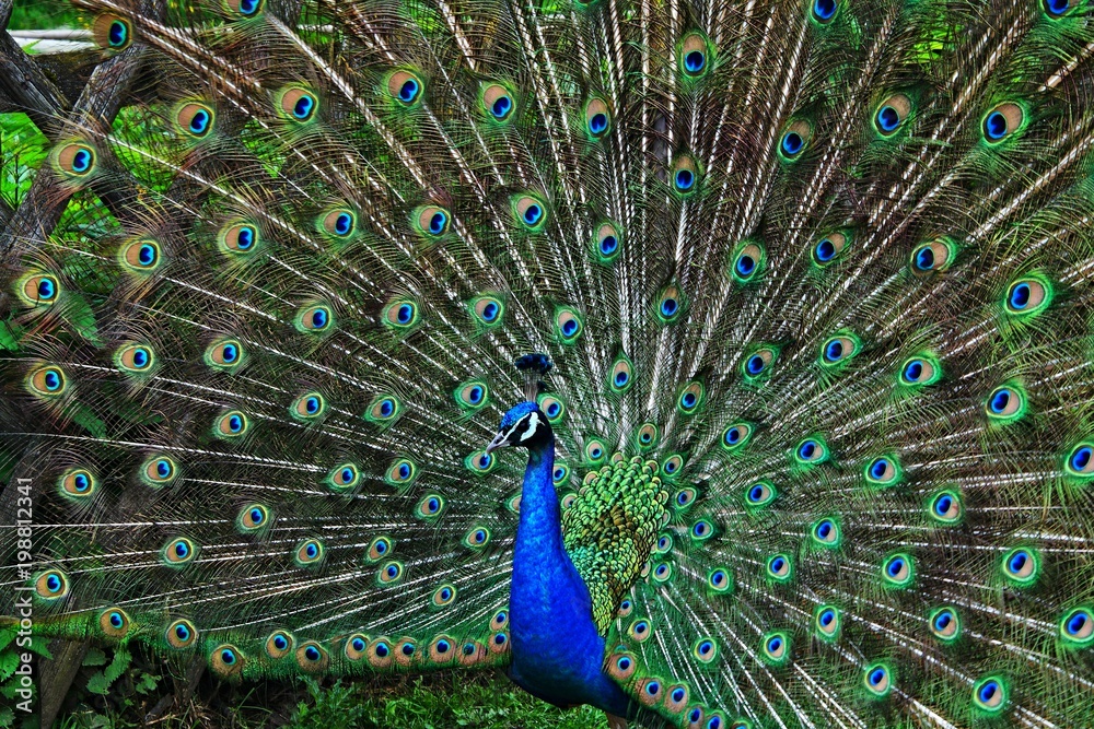 Obraz premium Peacock