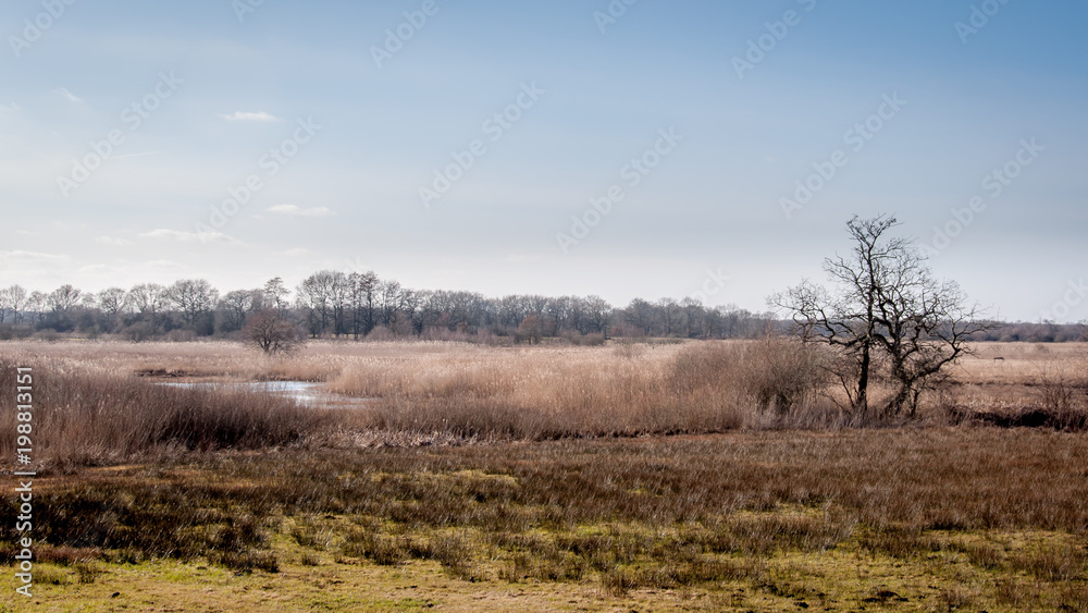 Dutch landscape with a river, heather and a tree Dutch landscape with a river, heather and a tree