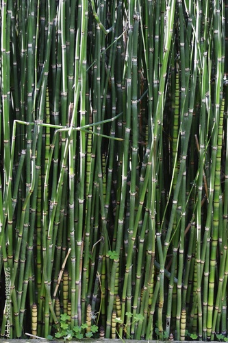 bamboo tree texture