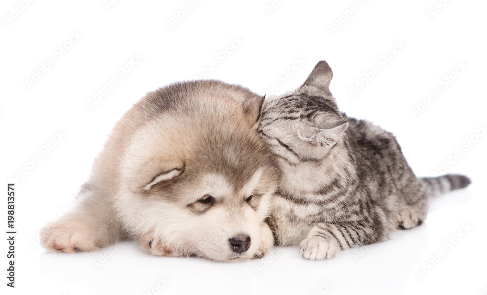 Obraz premium kitten whispers in the ear puppy secrets. isolated on white background